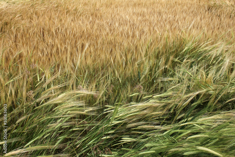 wheat wheat