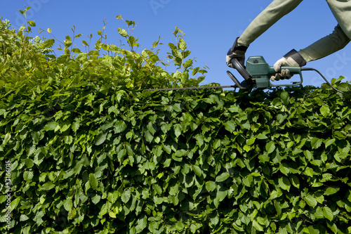 Hecke Schneiden