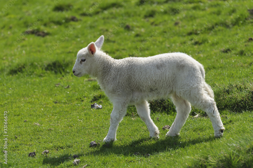 Lamb Lamb