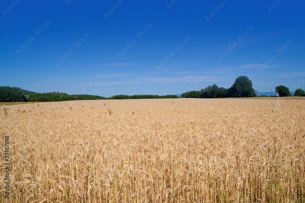 champs de bléu en été
