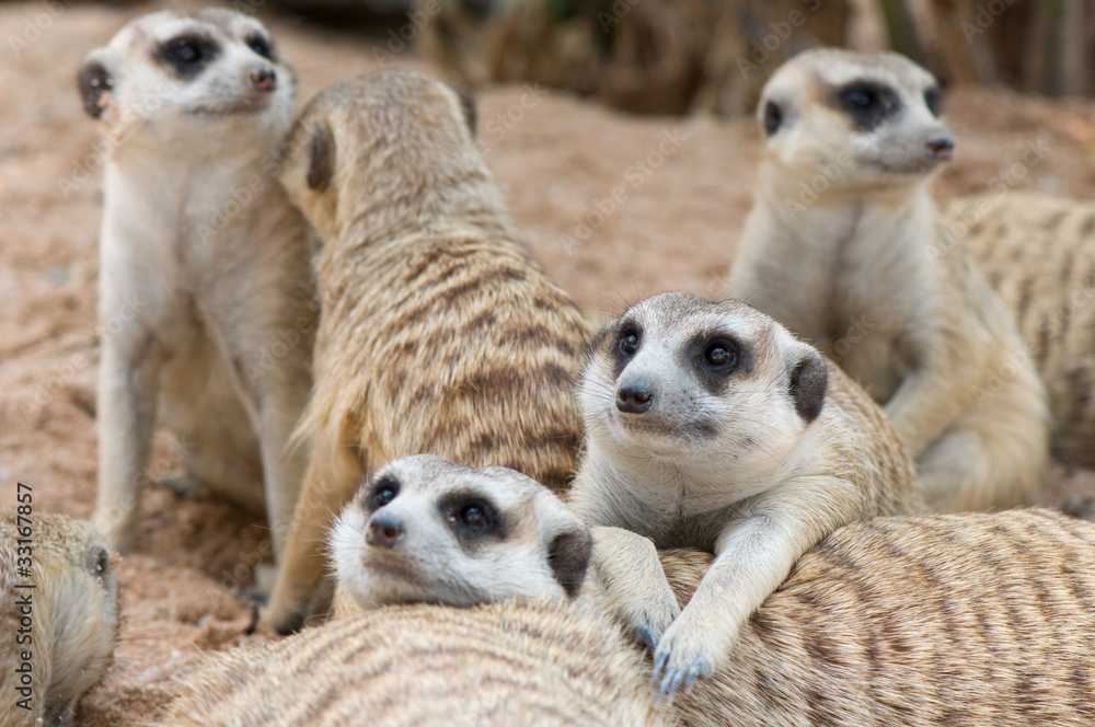 Fototapeta premium meerkats