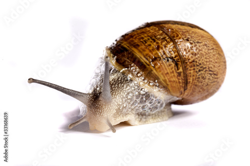 snail on white