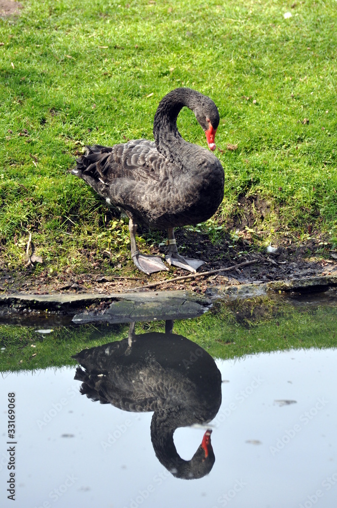 Fototapeta premium Trauerschwan