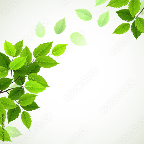 branch with fresh green leaves