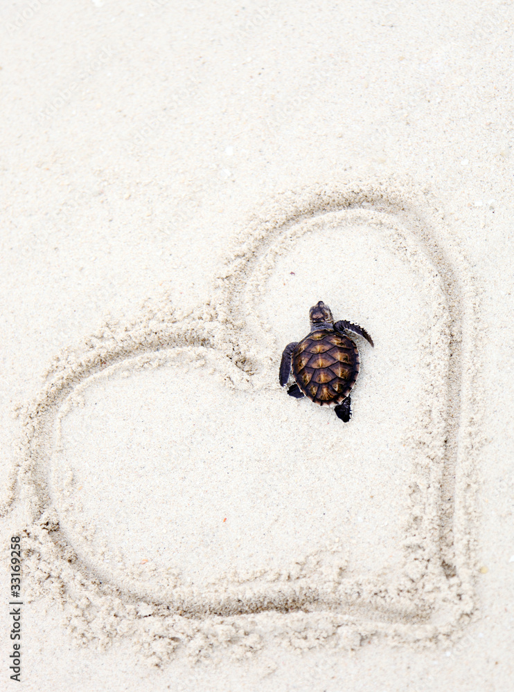 Obraz premium the baby turtle on beach