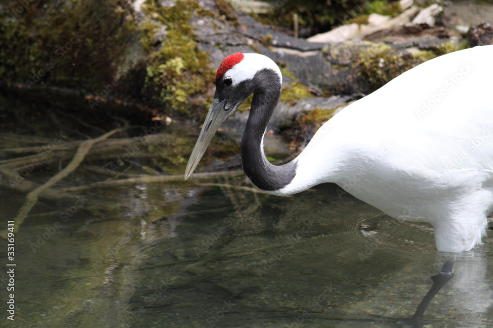 Obraz premium Kranich