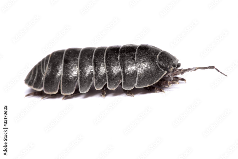 Woodlice bug Woodlice bug