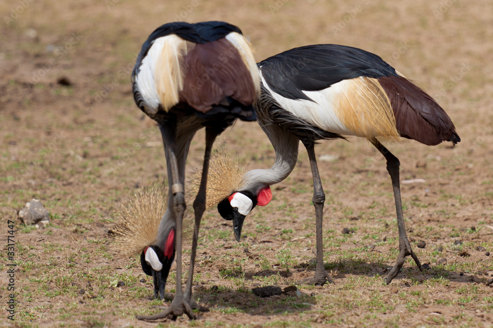 Naklejka premium Crowned cranes