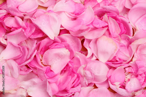 Rose petals © ra3rn