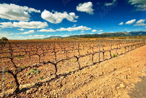 Landscape of Vineyard in La Rioja, Spain