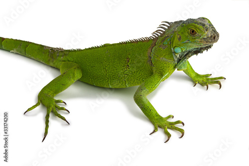 Iguana © amadorgs