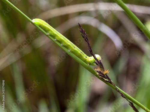 a meadow brown caterpillar
