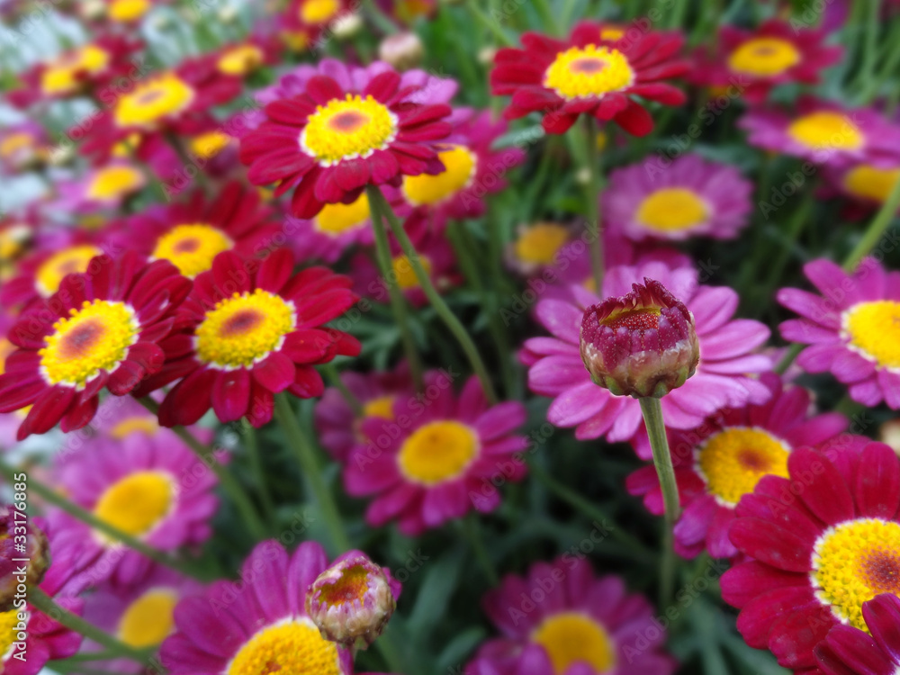 Fleurs roses et violettes Fleurs roses et violettes