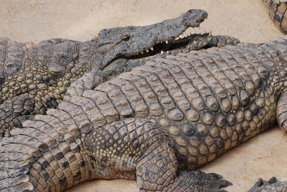 crocodiles crocodiles