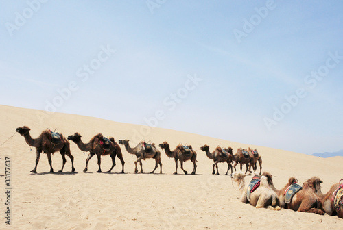 Camel safari in the deserts
