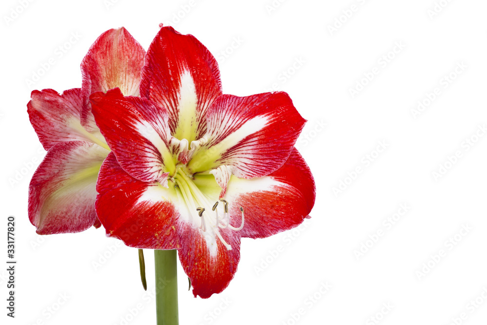 Red decorative flower.