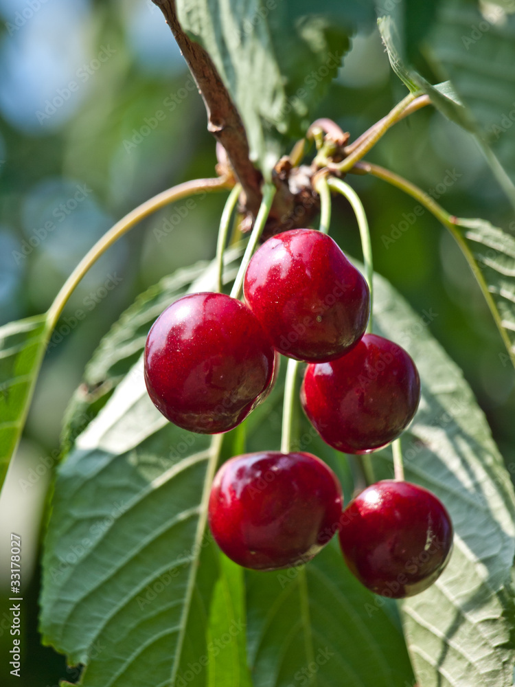 red cherry red cherry