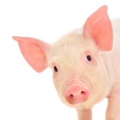 Pig on white