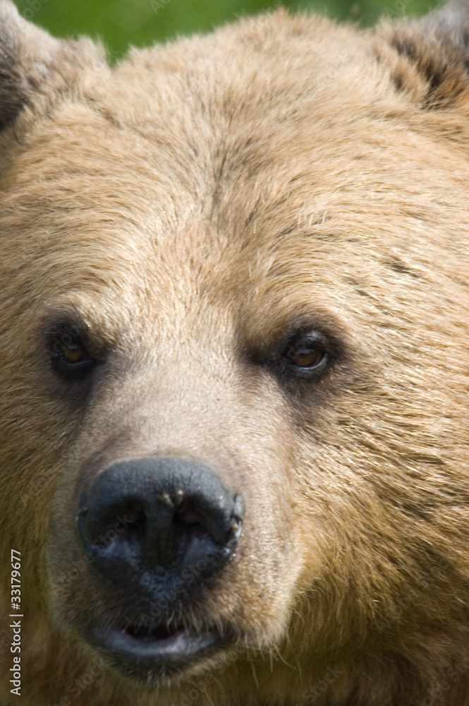 Obraz premium Bear stare