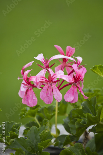 Fototapeta Naklejka Na Ścianę i Meble -  Pink Geranium