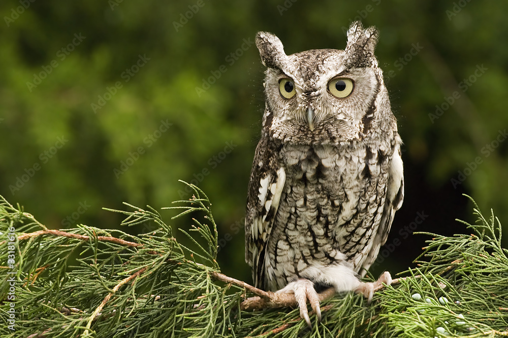 Fototapeta premium Eastern Screech Owl - Grey Phase