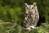 Eastern Screech Owl - Grey Phase