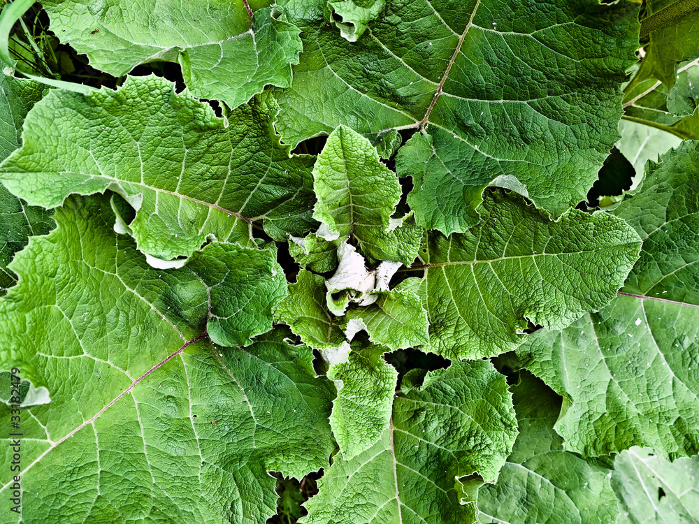 Floral background from the leaves of burdock Floral background from the leaves of burdock