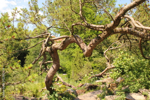 Pinus mugo - Bergkiefer