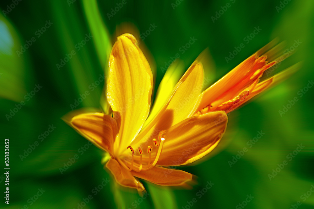 Fototapeta premium Lilie