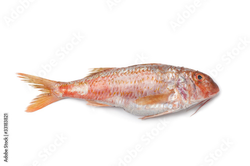 Whole single fresh Red mullet