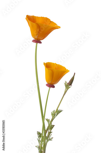 Fototapeta Naklejka Na Ścianę i Meble -  California poppy and buds