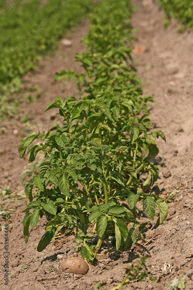 Close up of a potato field Close up of a potato field