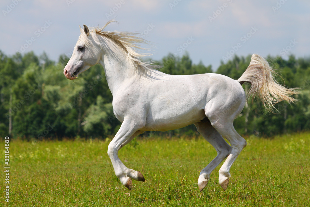 white horse white horse
