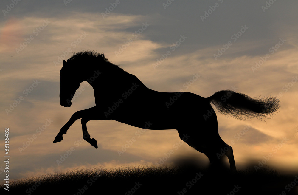 horse silhouette in sunset