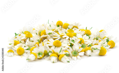 chamomile flowers photo