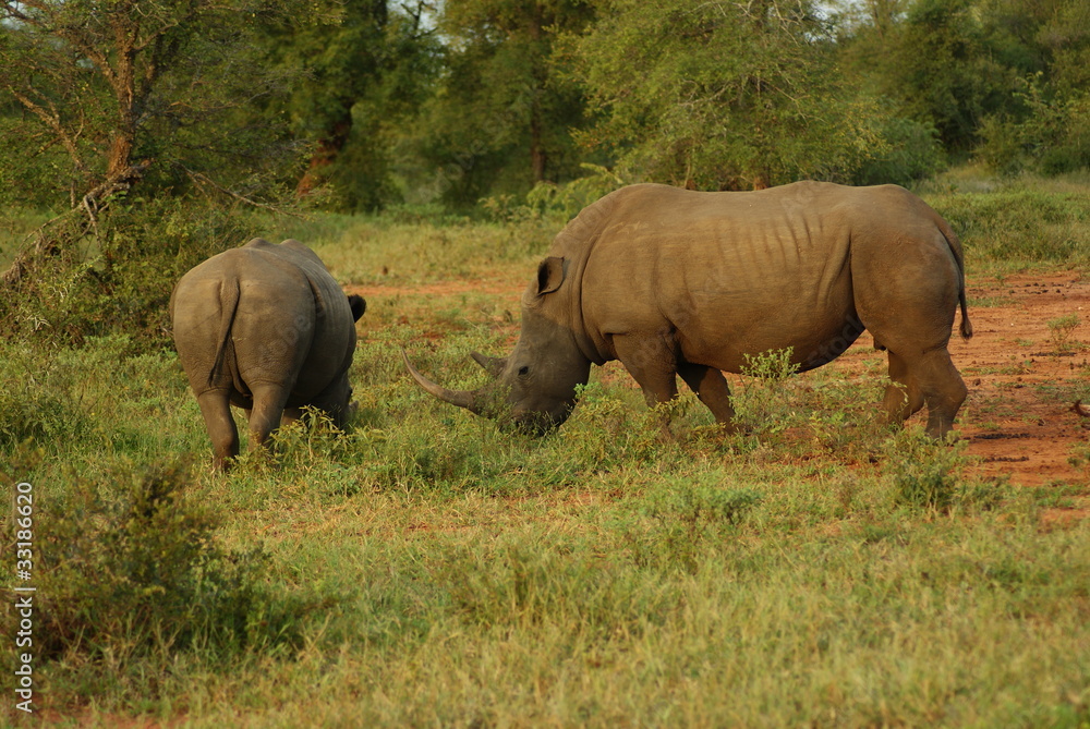 Obraz premium RINOCERONTI