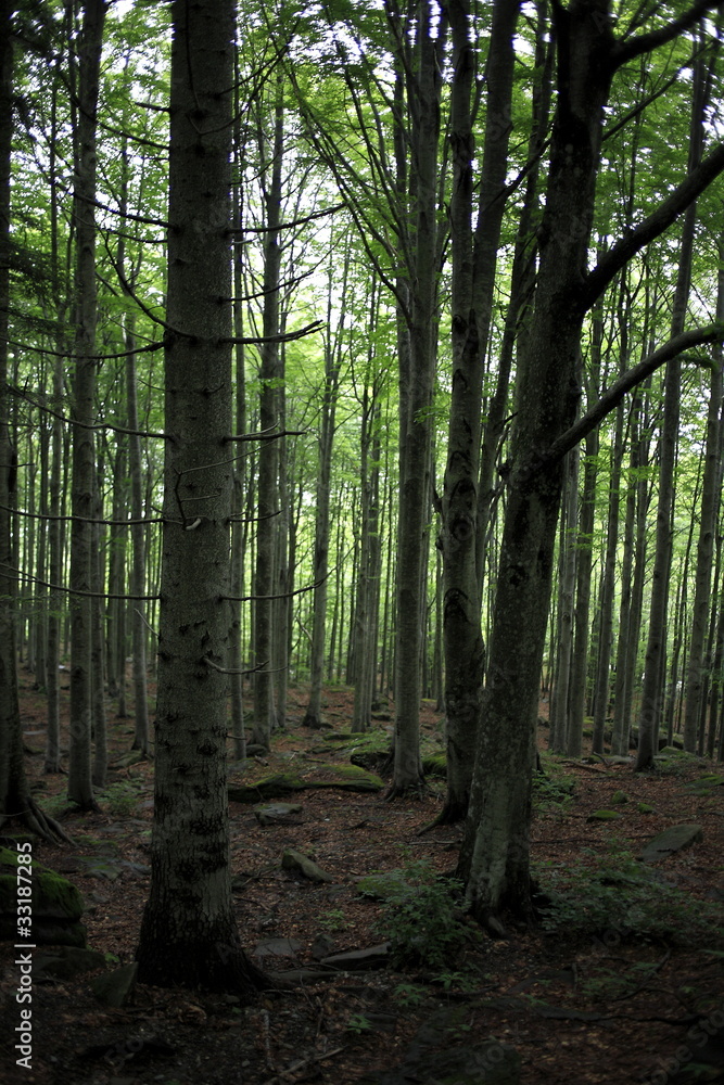 Fototapeta premium foresta verde
