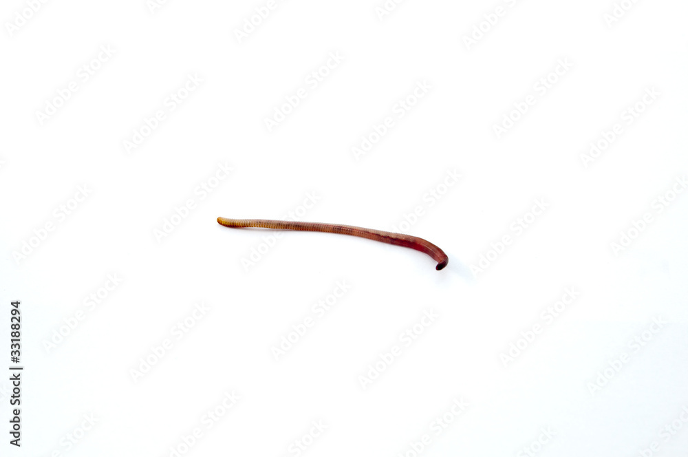 Worms Worms