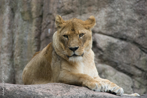 Lioness                   