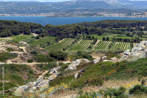 île des Embiez, son vignoble