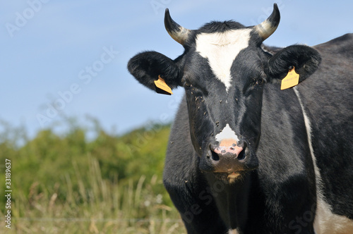 Vache 