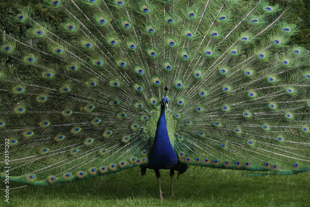 Obraz premium peacock