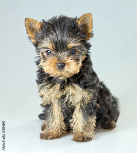 Small puppy Yorkshire Terrier