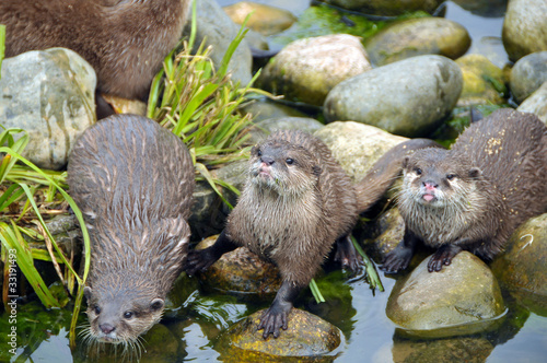 family of young Otters