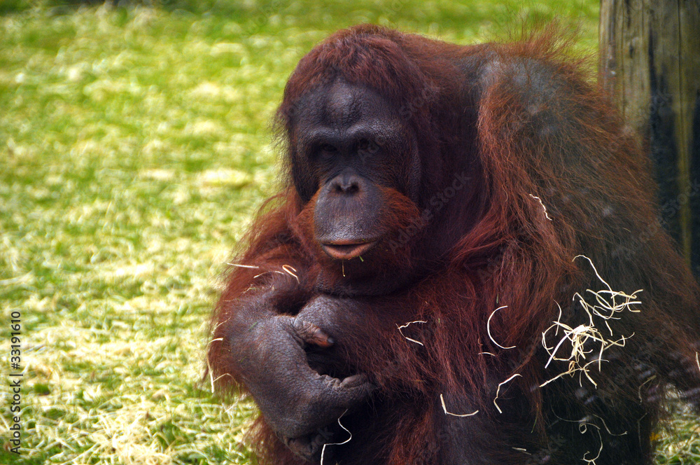 An Orangutan in captivity