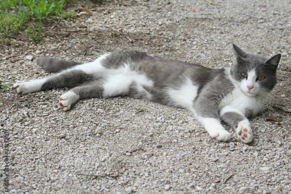 gatto disteso su strada gatto disteso su strada