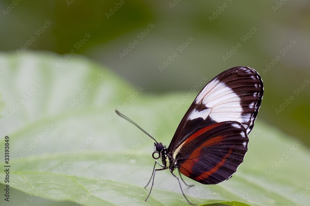 Obraz premium Schmetterling 