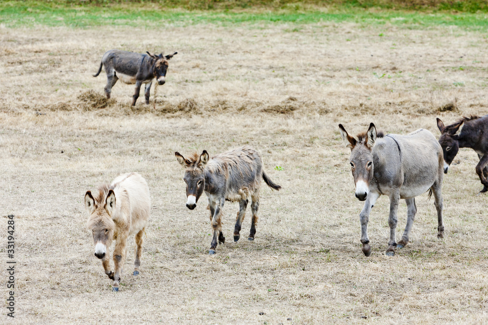 donkeys, Navarre, Spain donkeys, Navarre, Spain