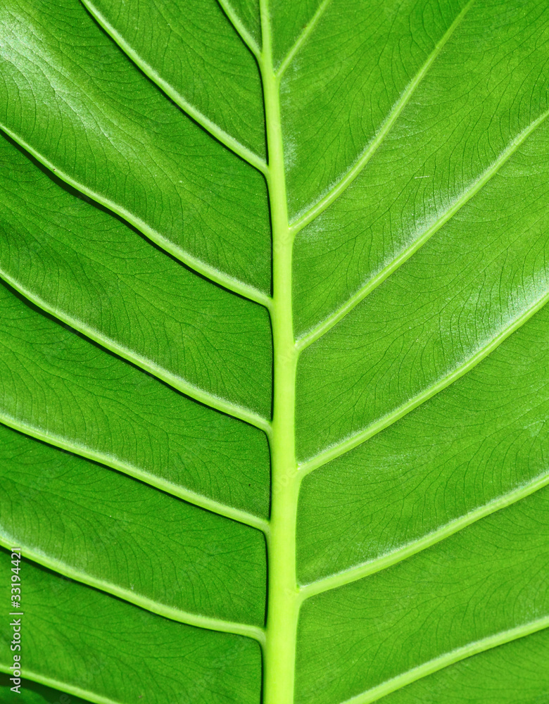 leaf texture leaf texture
