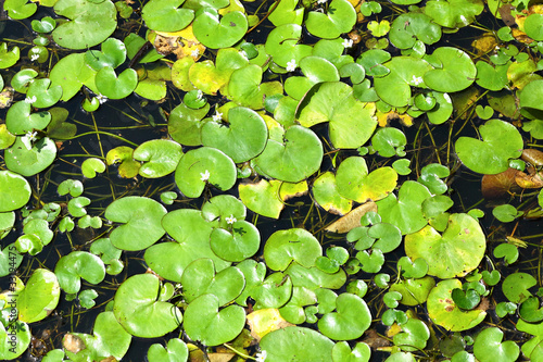 floating plants on water
